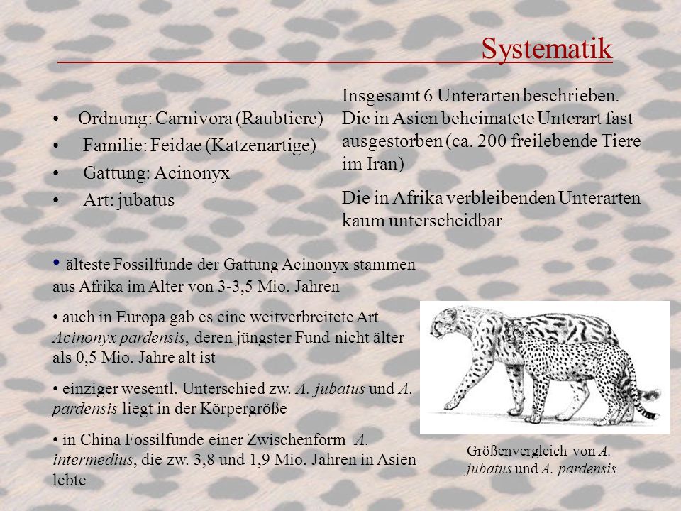 Systematik Insgesamt 6 Unterarten beschrieben. Die in Asien beheimatete Unterart fast ausgestorben (ca. 200 freilebende Tiere im Iran)
