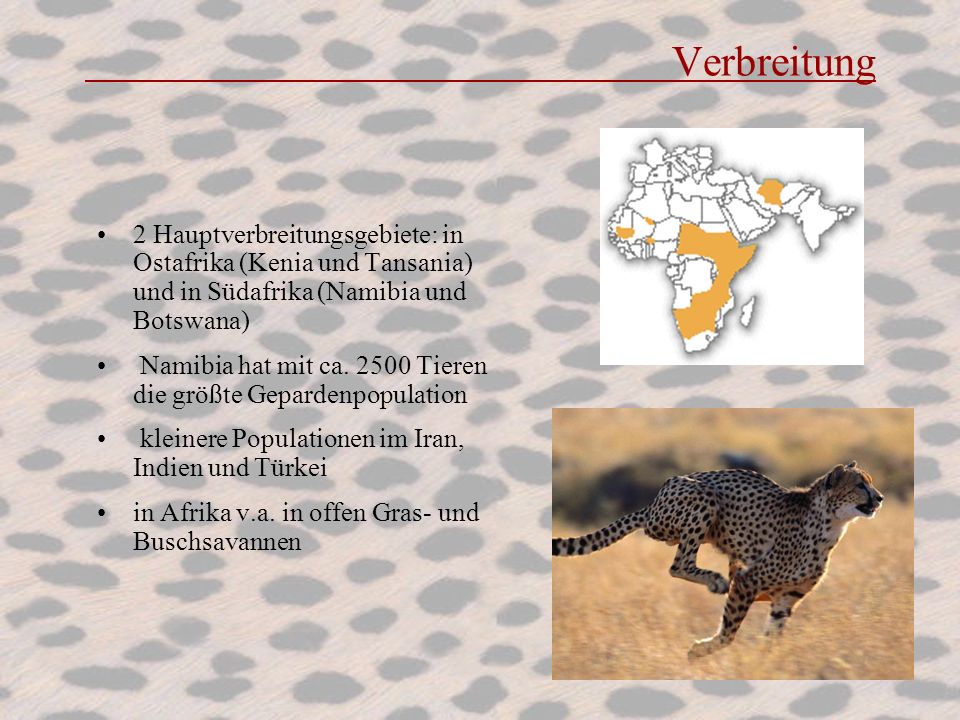 Verbreitung 2 Hauptverbreitungsgebiete: in Ostafrika (Kenia und Tansania) und in Südafrika (Namibia und Botswana)