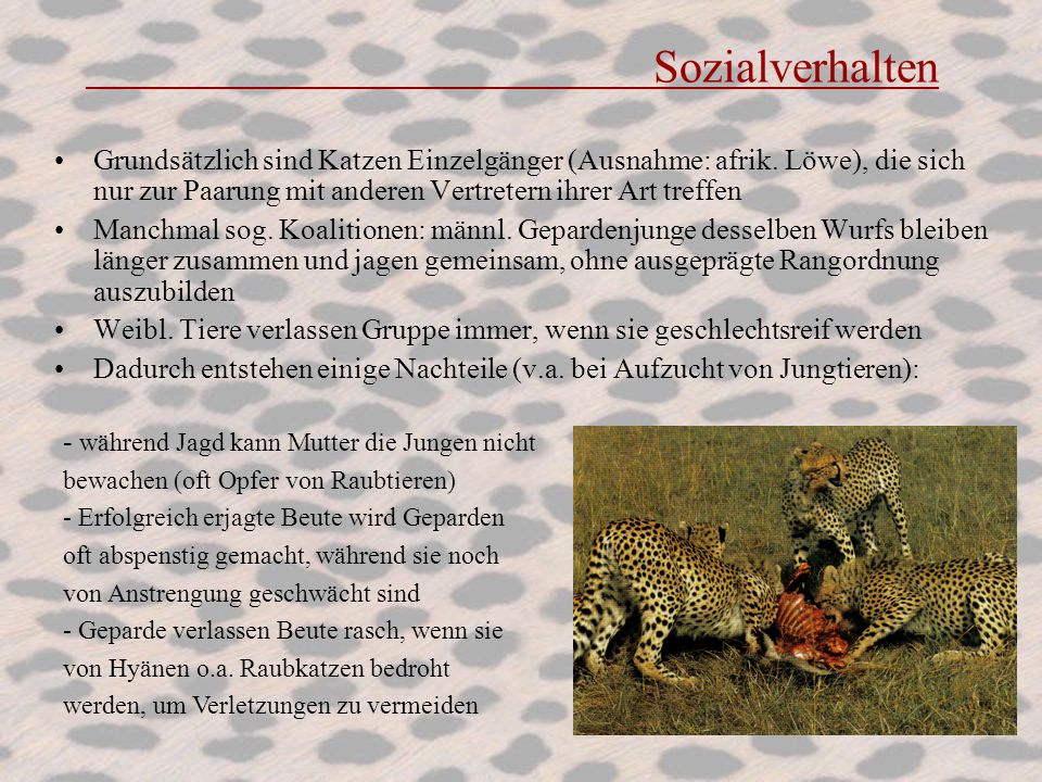 Sozialverhalten Grundsätzlich sind Katzen Einzelgänger (Ausnahme: afrik. Löwe), die sich nur zur Paarung mit anderen Vertretern ihrer Art treffen.