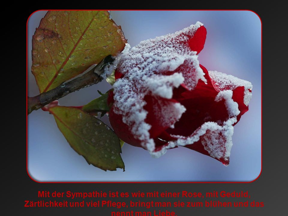 Mit der Sympathie ist es wie mit einer Rose, mit Geduld, Zärtlichkeit und viel Pflege, bringt man sie zum blühen und das nennt man Liebe.