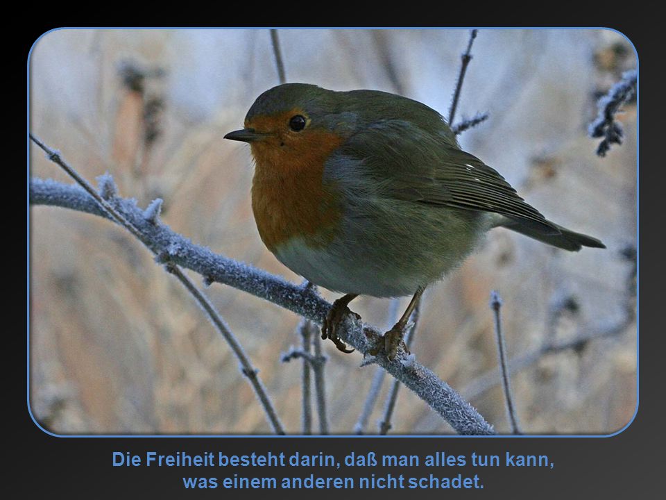 Die Freiheit besteht darin, daß man alles tun kann, was einem anderen nicht schadet.