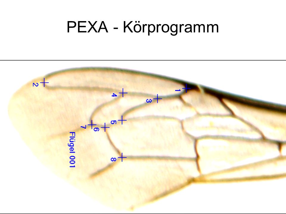 PEXA - Körprogramm