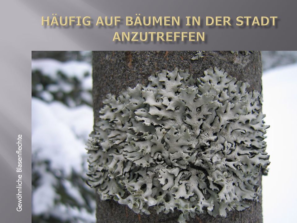 Häufig auf bäumen in der Stadt anzutreffen