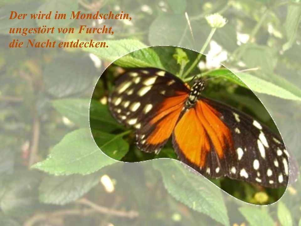 Der wird im Mondschein, ungestört von Furcht, die Nacht entdecken.