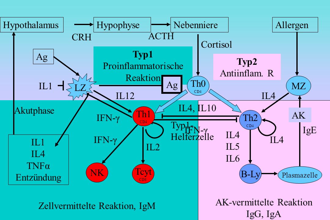 Zellvermittelte Reaktion, IgM Typ1 Proinflammatorische Reaktion Ag