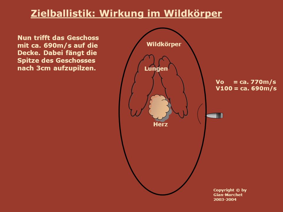 Zielballistik: Wirkung im Wildkörper