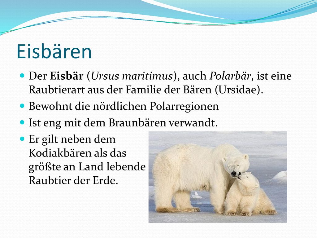 Eisbären Der Eisbär (Ursus maritimus), auch Polarbär, ist eine Raubtierart aus der Familie der Bären (Ursidae).