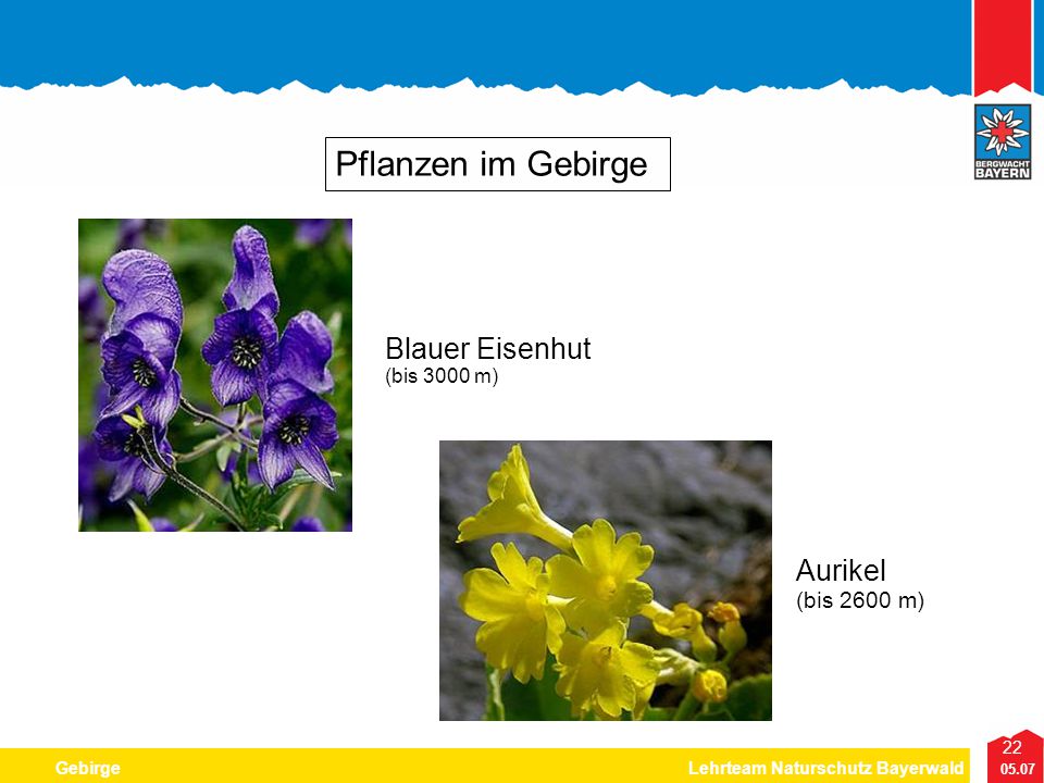 Pflanzen im Gebirge Blauer Eisenhut (bis 3000 m) Aurikel (bis 2600 m)