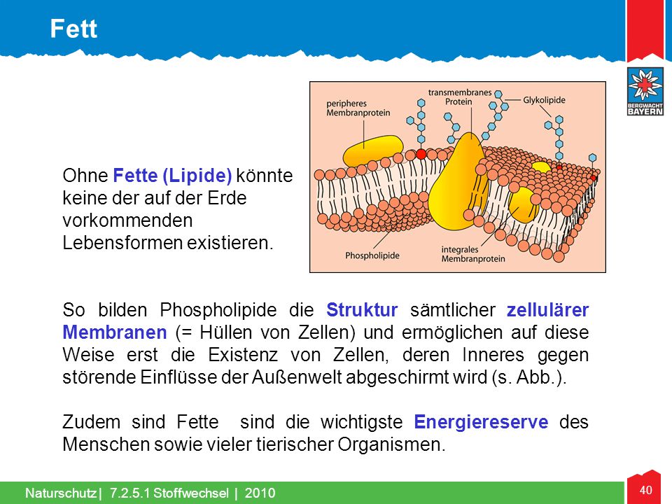 Fett Ohne Fette (Lipide) könnte keine der auf der Erde vorkommenden