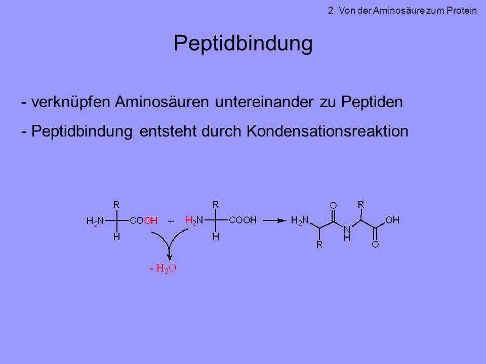 Peptidbindung verknüpfen Aminosäuren untereinander zu Peptiden