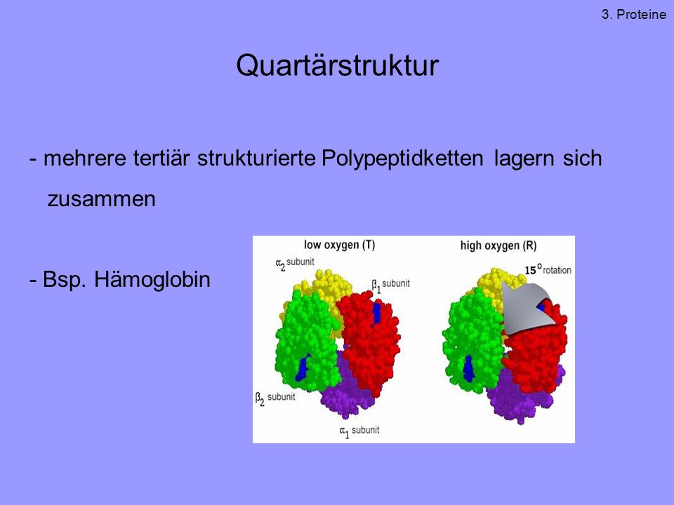 3. Proteine Quartärstruktur. mehrere tertiär strukturierte Polypeptidketten lagern sich. zusammen.