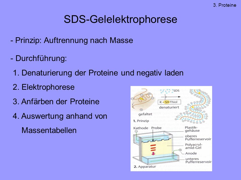 SDS-Gelelektrophorese