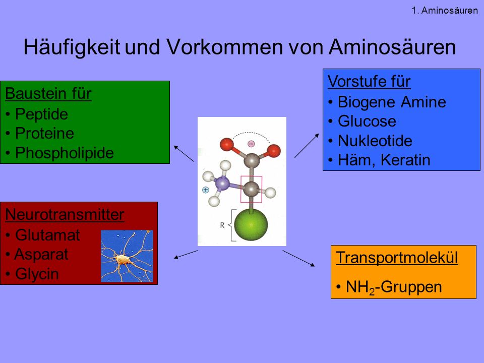 Häufigkeit und Vorkommen von Aminosäuren