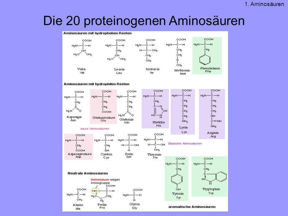 Die 20 proteinogenen Aminosäuren