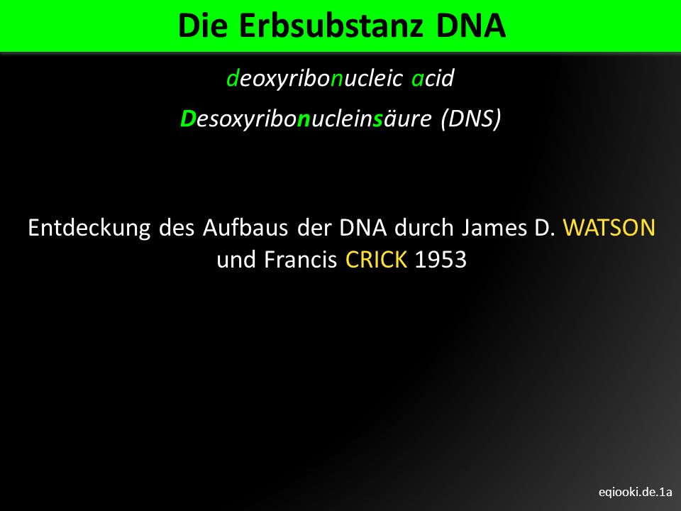 Die Erbsubstanz DNA deoxyribonucleic acid Desoxyribonucleinsäure (DNS)