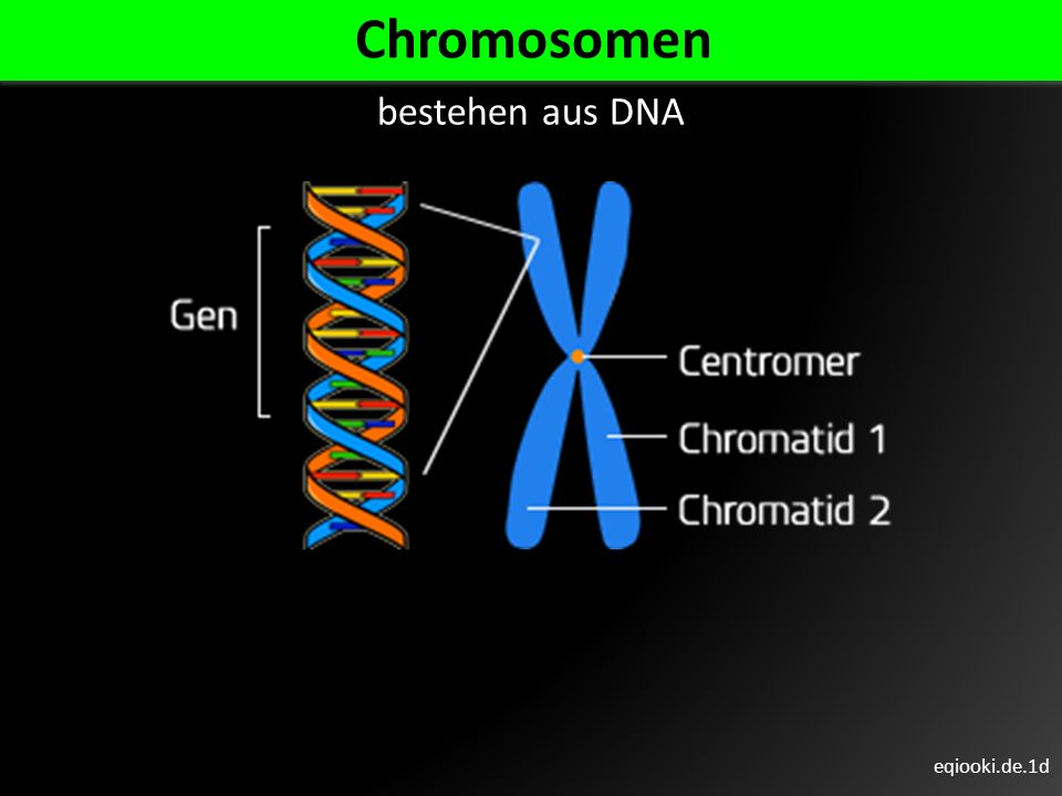 Chromosomen bestehen aus DNA eqiooki.de.1d