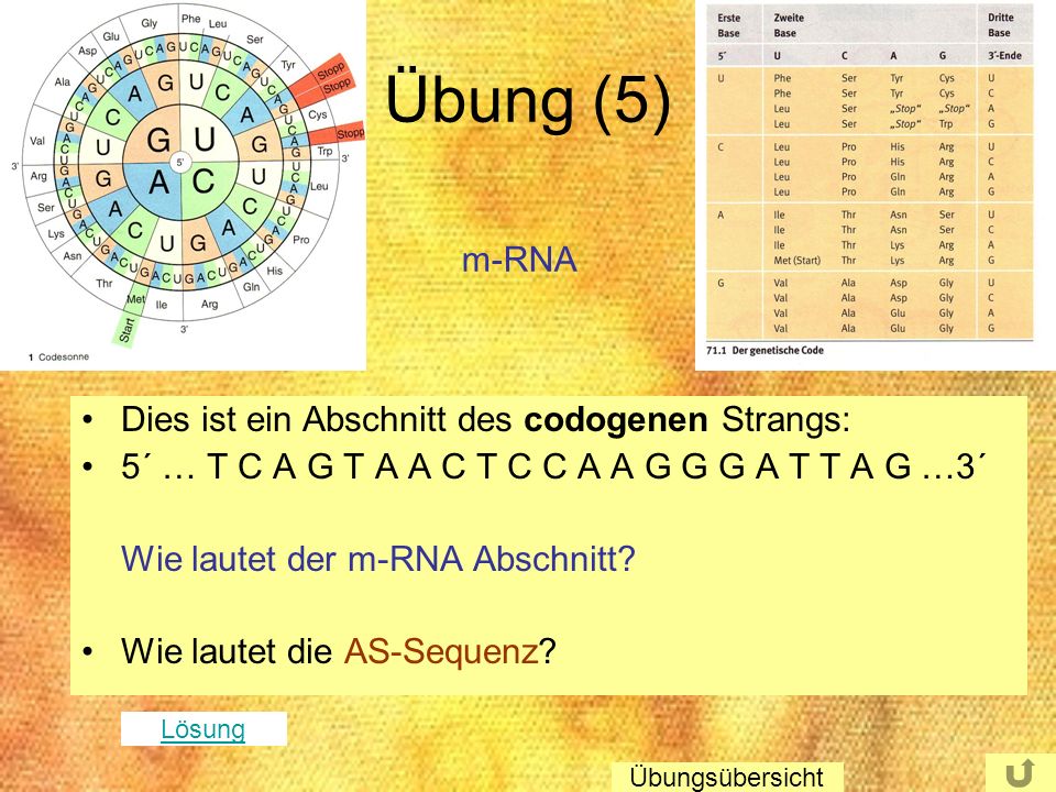 Übung (5) m-RNA Dies ist ein Abschnitt des codogenen Strangs:
