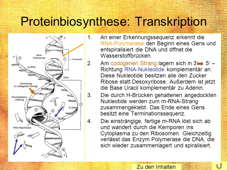 Proteinbiosynthese: Transkription