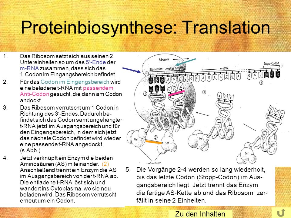 Proteinbiosynthese: Translation