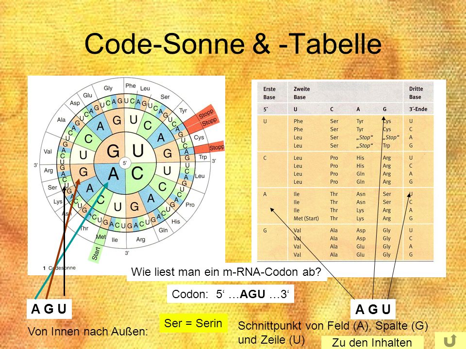 Code-Sonne & -Tabelle A G U A G U Wie liest man ein m-RNA-Codon ab