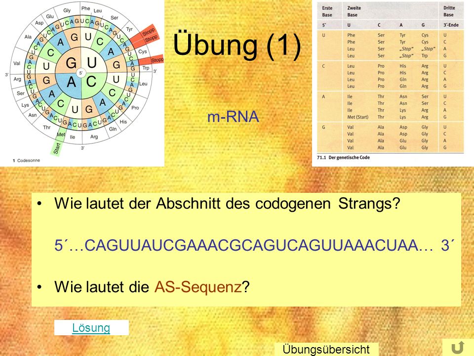 Übung (1) m-RNA Wie lautet der Abschnitt des codogenen Strangs