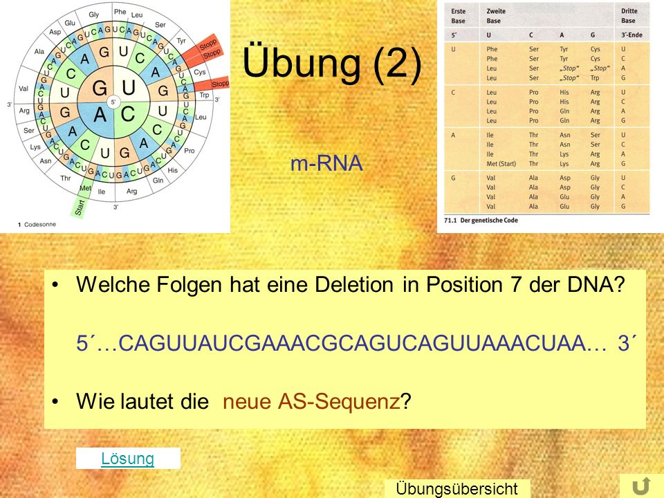Übung (2) m-RNA Welche Folgen hat eine Deletion in Position 7 der DNA