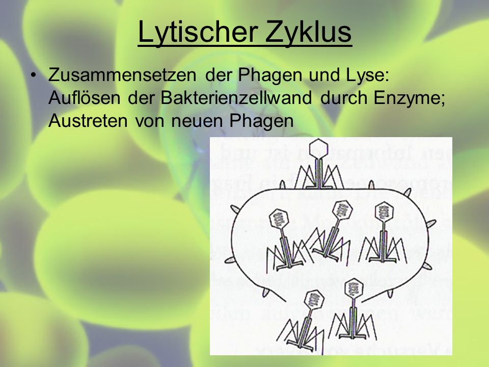 Lytischer Zyklus Zusammensetzen der Phagen und Lyse: Auflösen der Bakterienzellwand durch Enzyme; Austreten von neuen Phagen.