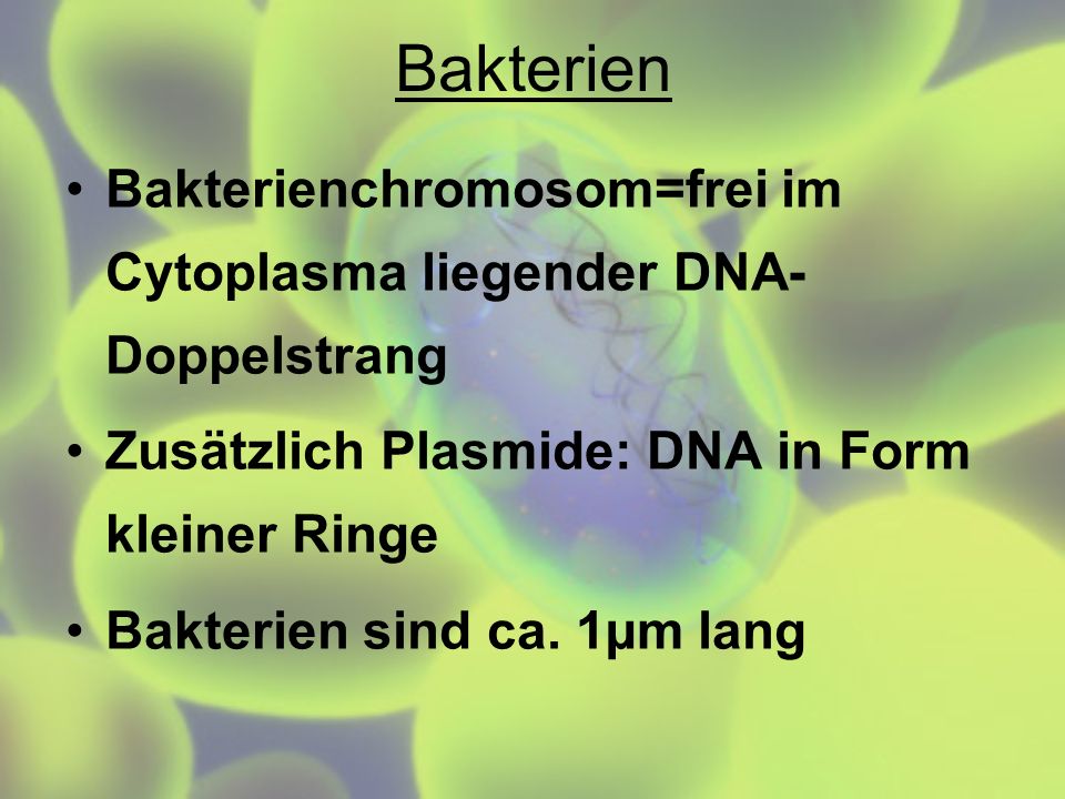 Bakterien Bakterienchromosom=frei im Cytoplasma liegender DNA-Doppelstrang. Zusätzlich Plasmide: DNA in Form kleiner Ringe.