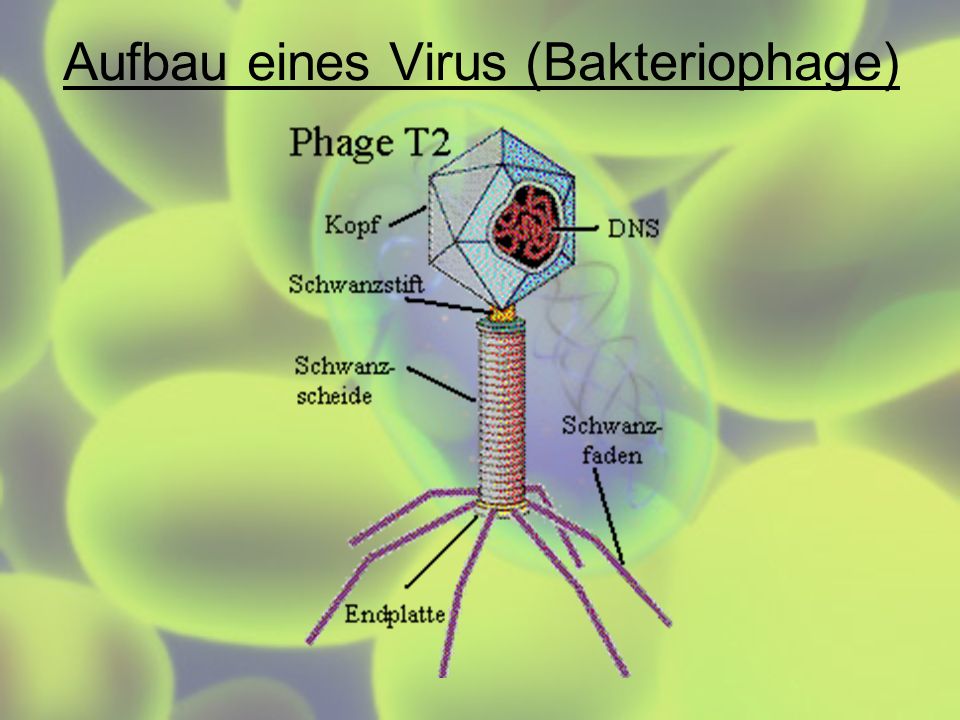 Aufbau eines Virus (Bakteriophage)