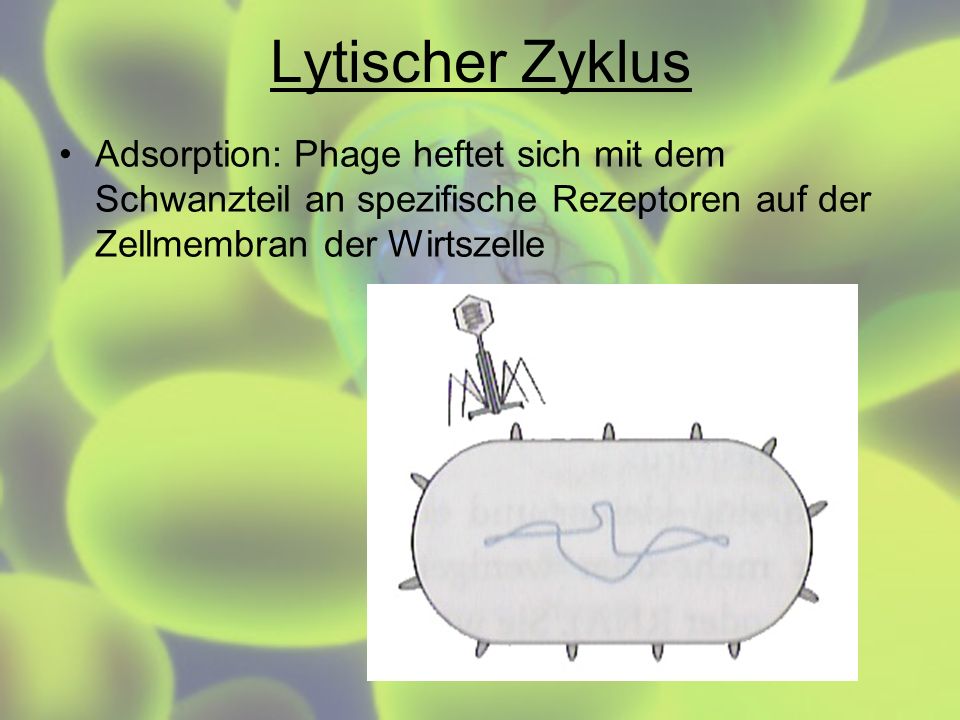 Lytischer Zyklus Adsorption: Phage heftet sich mit dem Schwanzteil an spezifische Rezeptoren auf der Zellmembran der Wirtszelle.