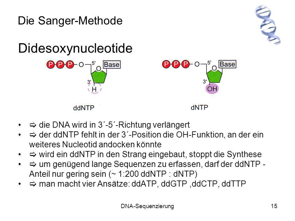 Didesoxynucleotide Die Sanger-Methode
