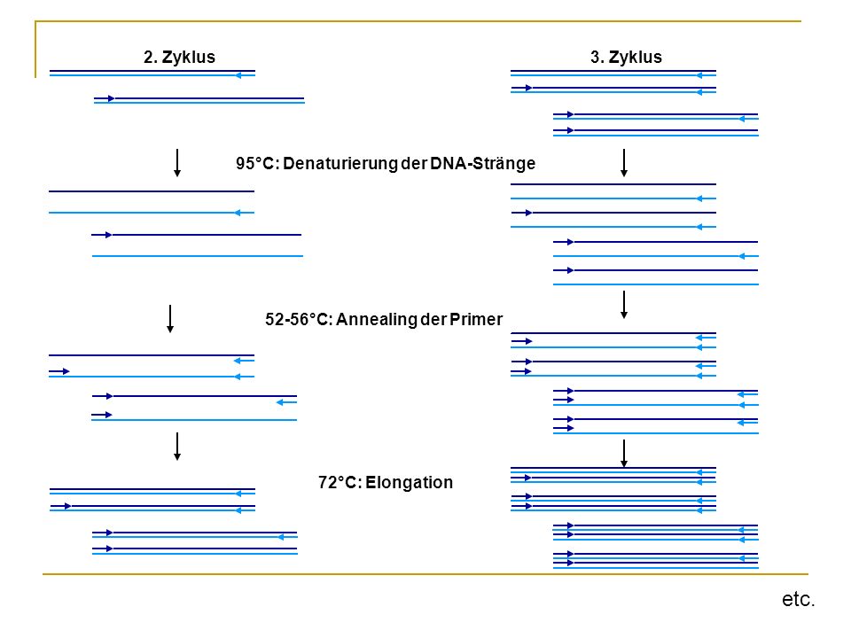 etc. 2. Zyklus 3. Zyklus 95°C: Denaturierung der DNA-Stränge