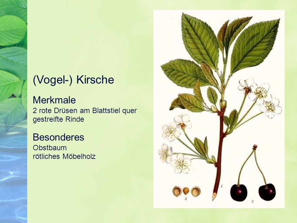 (Vogel-) Kirsche Merkmale 2 rote Drüsen am Blattstiel quer gestreifte Rinde.