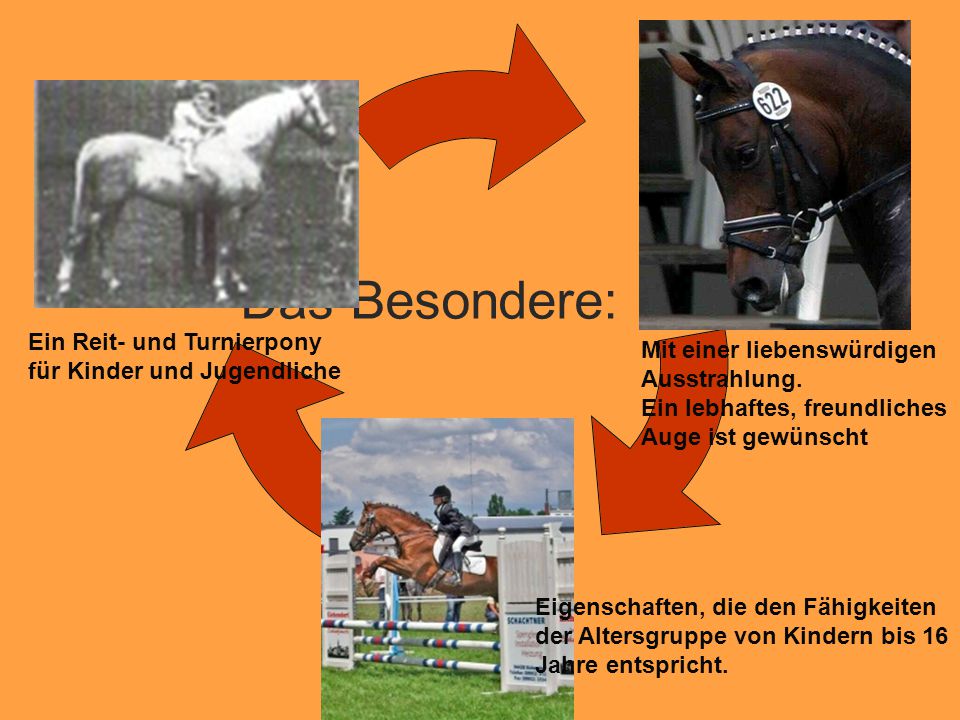 Das Besondere: Ein Reit- und Turnierpony für Kinder und Jugendliche