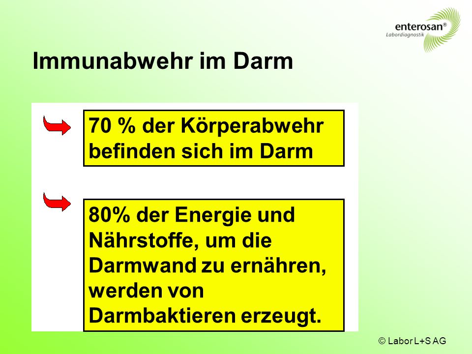 Immunabwehr im Darm 70 % der Körperabwehr befinden sich im Darm