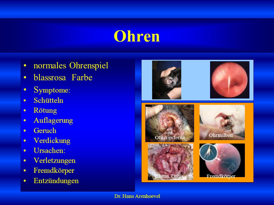 Ohren normales Ohrenspiel blassrosa Farbe Symptome: Schütteln Rötung