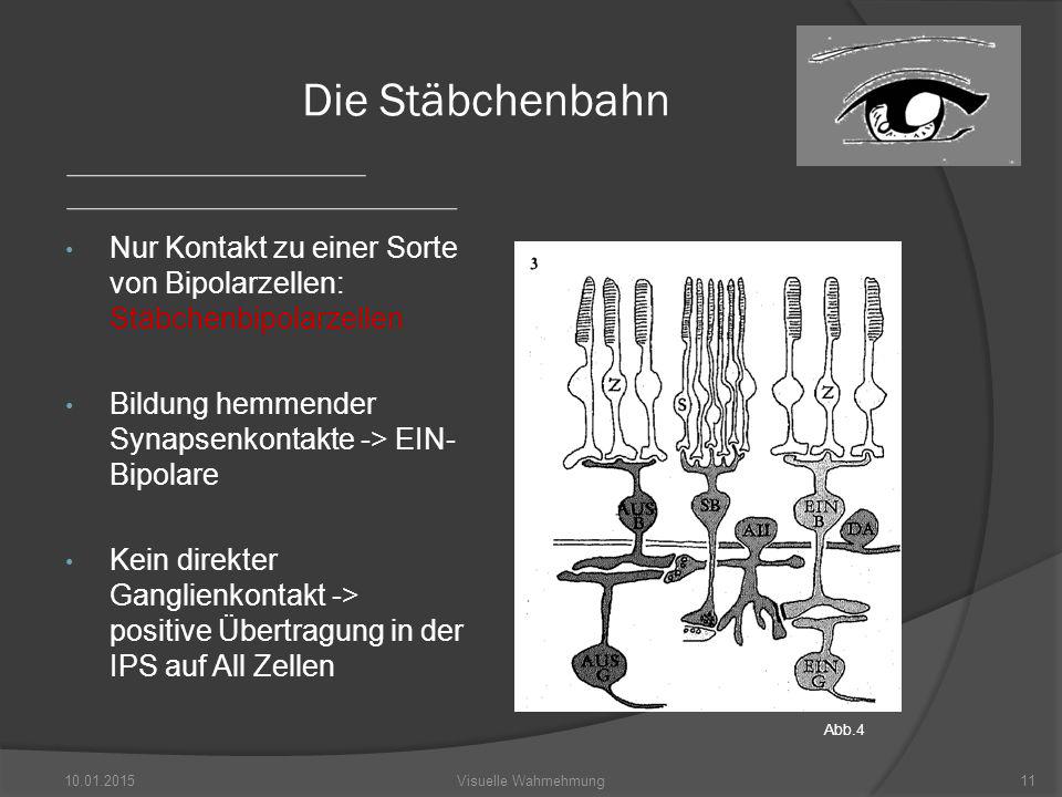 Die Stäbchenbahn Nur Kontakt zu einer Sorte von Bipolarzellen: Stäbchenbipolarzellen. Bildung hemmender Synapsenkontakte -> EIN-Bipolare.