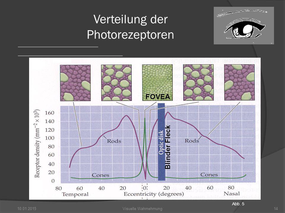 Verteilung der Photorezeptoren