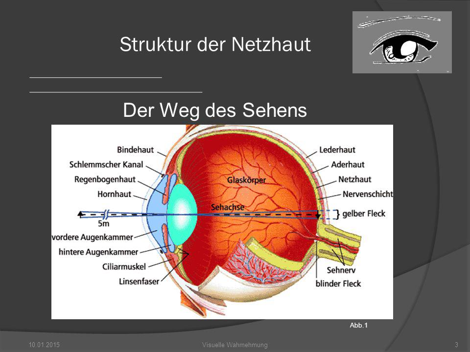 Struktur der Netzhaut Der Weg des Sehens Abb