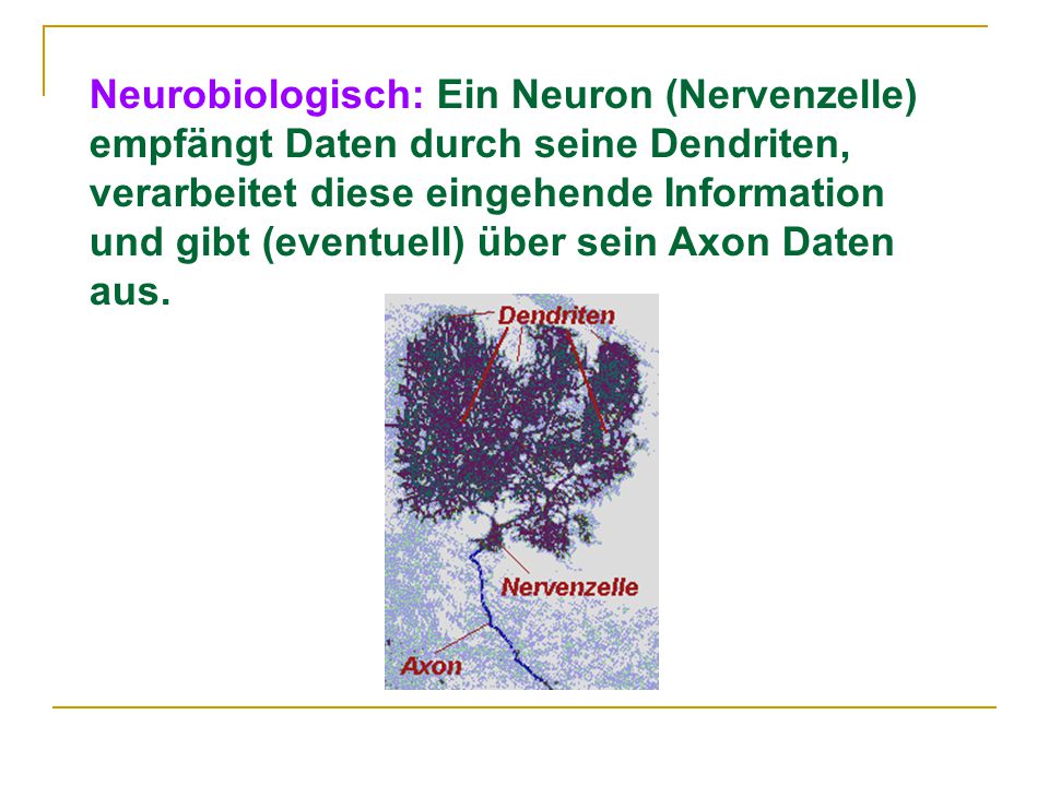 Neurobiologisch: Ein Neuron (Nervenzelle) empfängt Daten durch seine Dendriten, verarbeitet diese eingehende Information und gibt (eventuell) über sein Axon Daten aus.