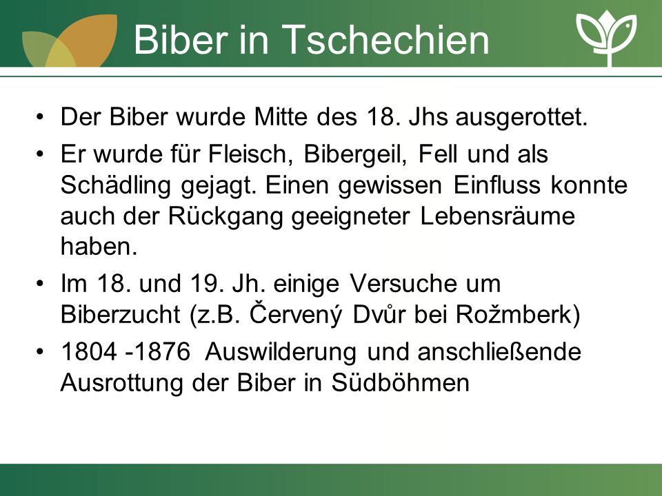 Biber in Tschechien Der Biber wurde Mitte des 18. Jhs ausgerottet.