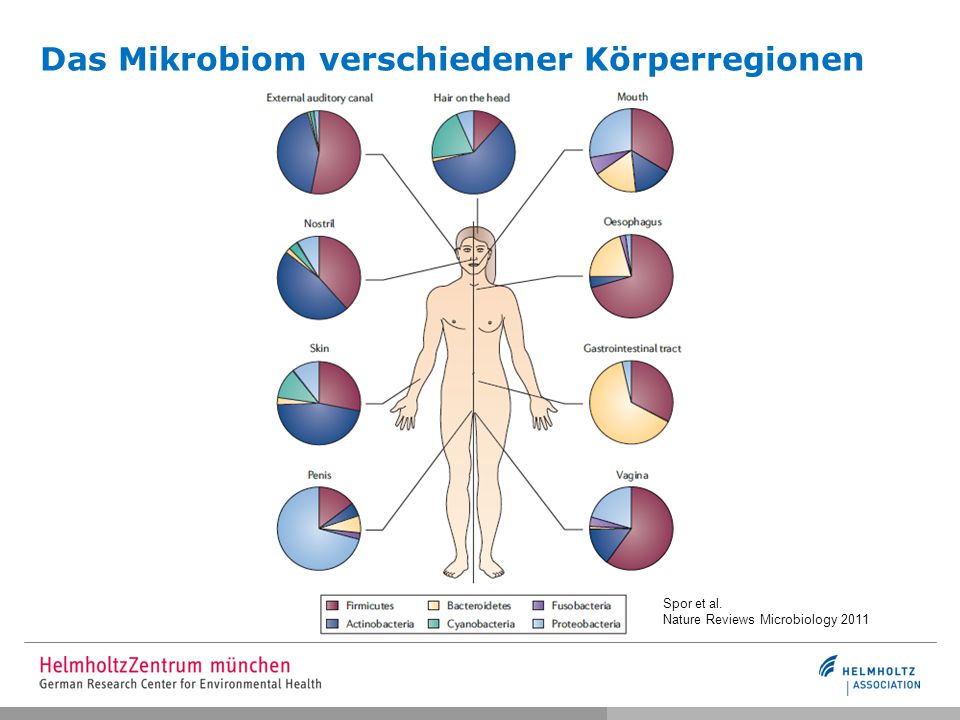 Das+Mikrobiom+verschiedener+K%C3%B6rperregionen.jpg