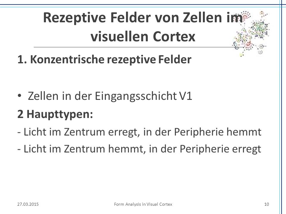 Rezeptive Felder von Zellen im visuellen Cortex