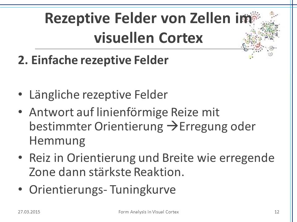 Rezeptive Felder von Zellen im visuellen Cortex