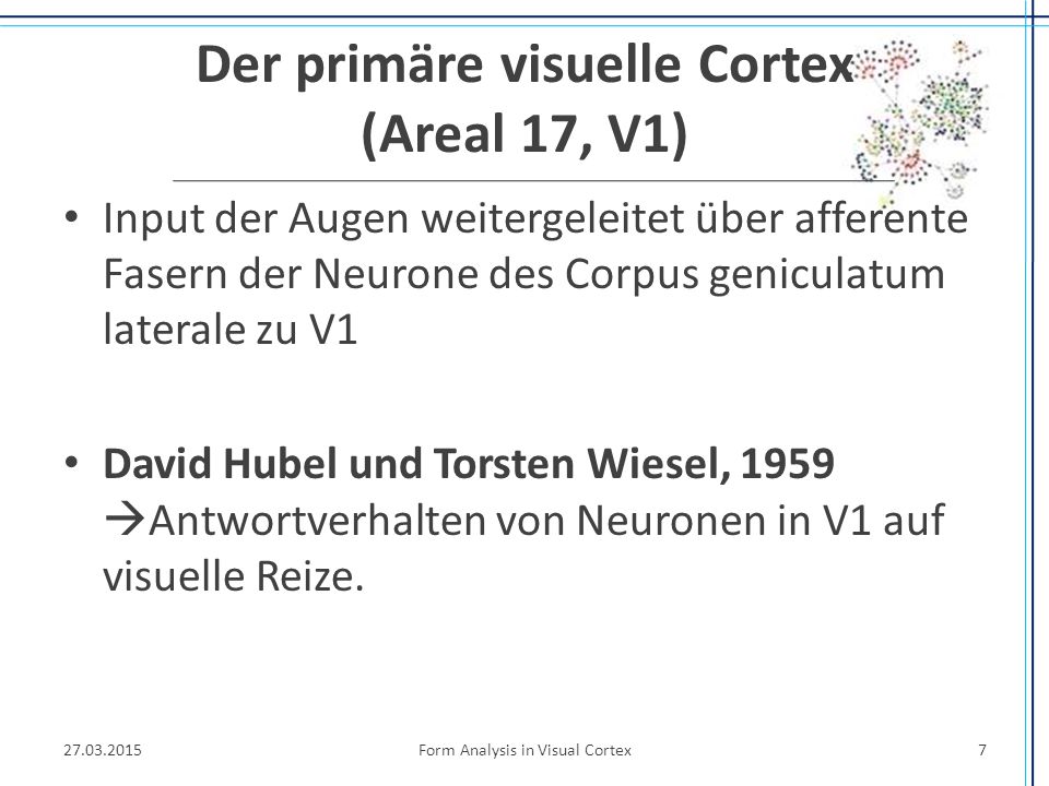 Der primäre visuelle Cortex (Areal 17, V1)