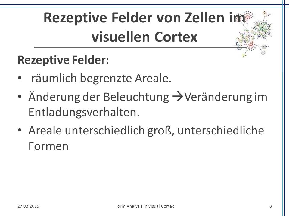 Rezeptive Felder von Zellen im visuellen Cortex