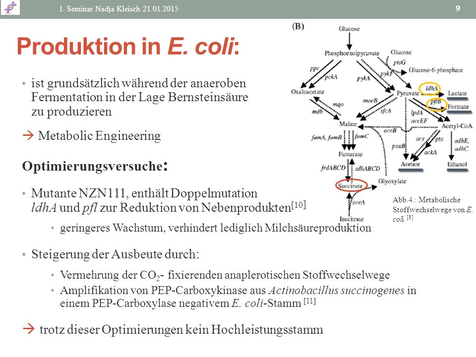 Produktion in E. coli: Optimierungsversuche: