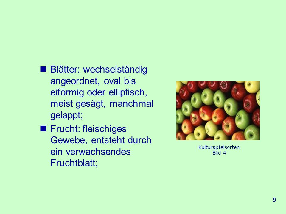 Blätter: wechselständig angeordnet, oval bis eiförmig oder elliptisch, meist gesägt, manchmal gelappt;