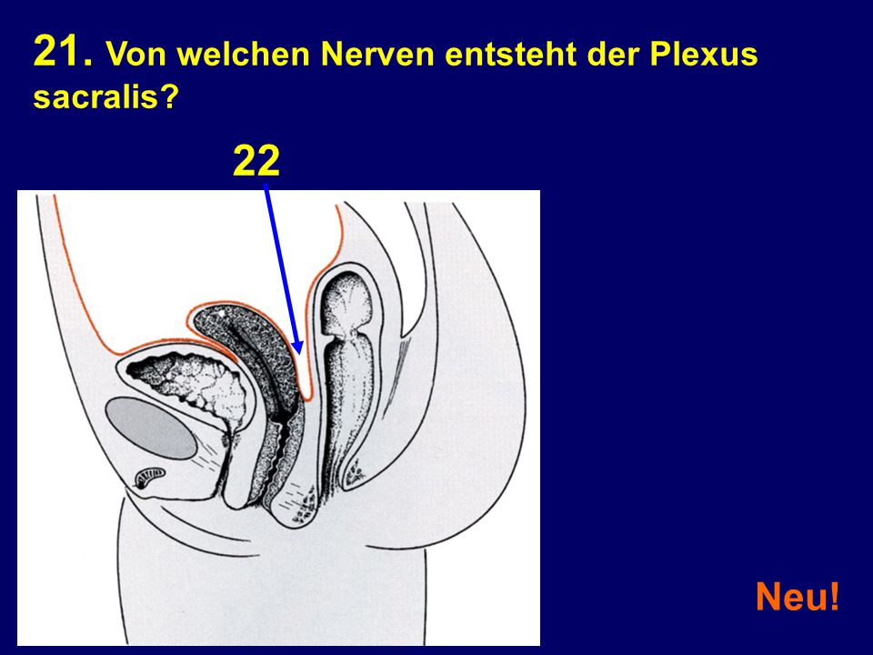 21. Von welchen Nerven entsteht der Plexus sacralis