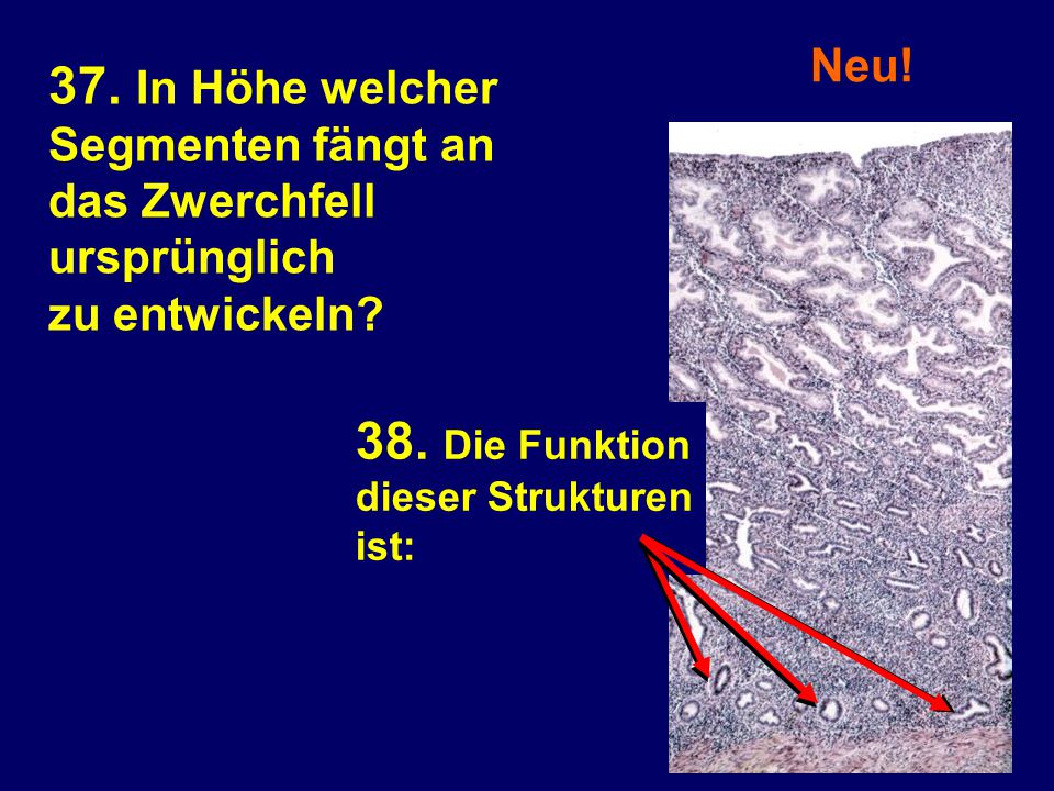 37. In Höhe welcher 38. Die Funktion Neu! Segmenten fängt an